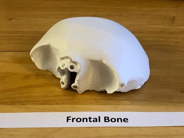 Anatomski 3D model ljudske lobanje (18 delova, magnetni spojevi) - Image 11