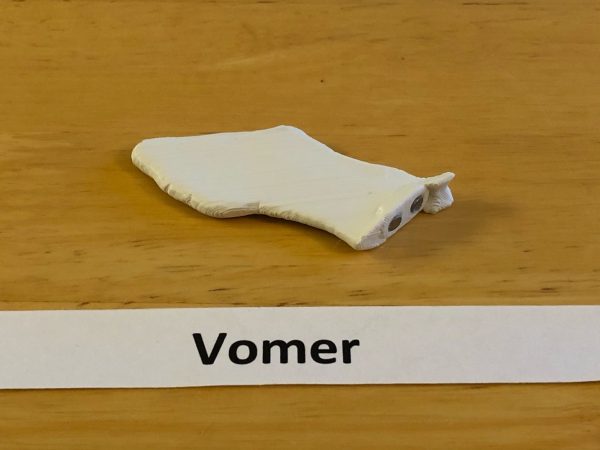 Anatomski 3D model ljudske lobanje (18 delova, magnetni spojevi) - Image 15