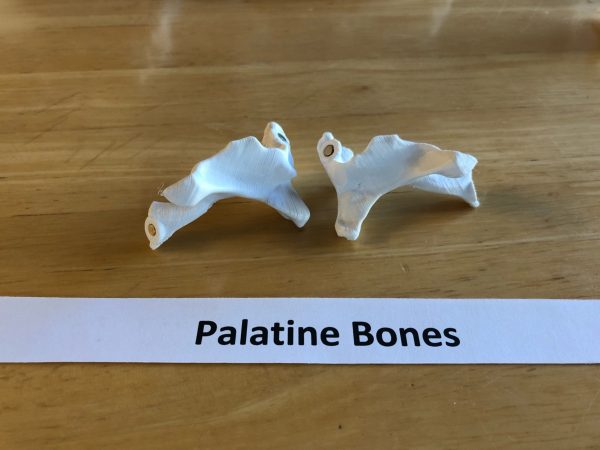 Anatomski 3D model ljudske lobanje (18 delova, magnetni spojevi) - Image 17