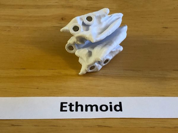 Anatomski 3D model ljudske lobanje (18 delova, magnetni spojevi) - Image 16