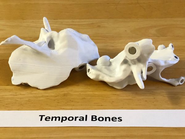 Anatomski 3D model ljudske lobanje (18 delova, magnetni spojevi) - Image 10