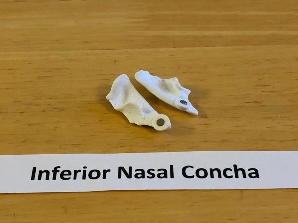 Anatomski 3D model ljudske lobanje (18 delova, magnetni spojevi) - Image 12