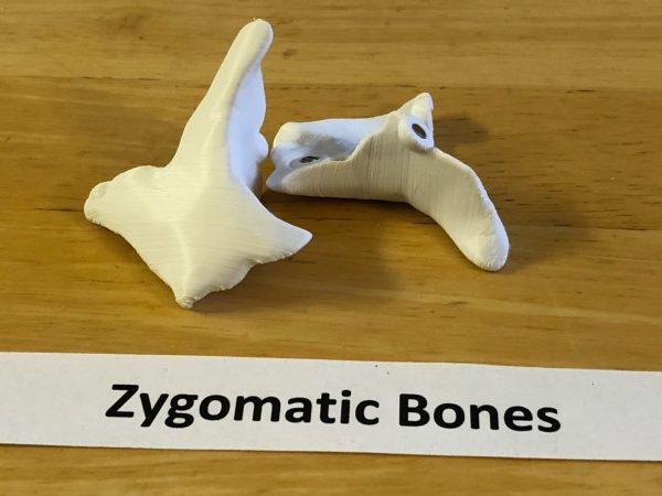 Anatomski 3D model ljudske lobanje (18 delova, magnetni spojevi) - Image 13