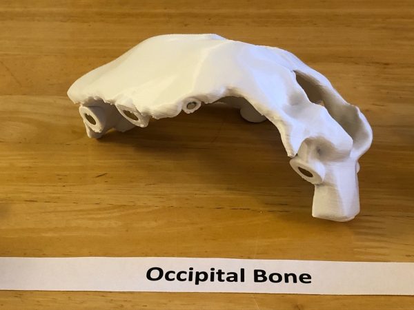 Anatomski 3D model ljudske lobanje (18 delova, magnetni spojevi) - Image 14