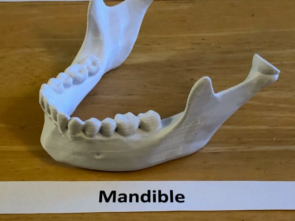 Anatomski 3D model ljudske lobanje (18 delova, magnetni spojevi) - Image 9