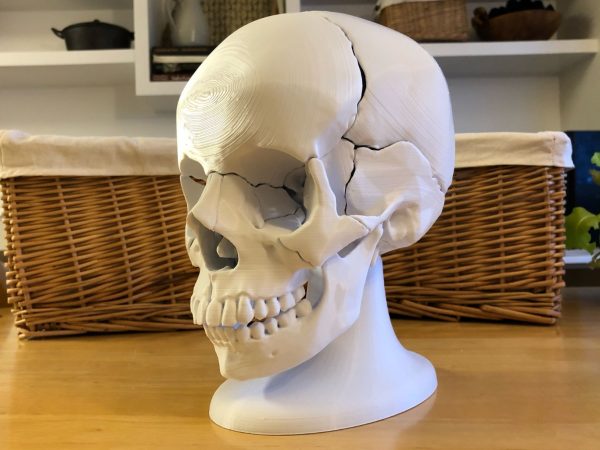 Anatomski 3D model ljudske lobanje (18 delova, magnetni spojevi)