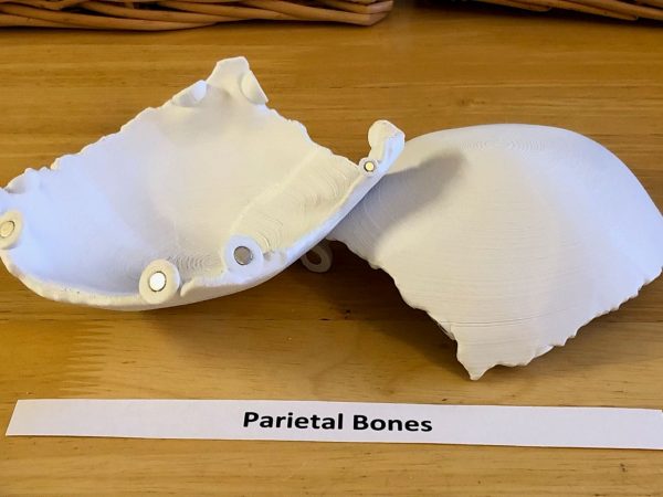 Anatomski 3D model ljudske lobanje (18 delova, magnetni spojevi) - Image 7