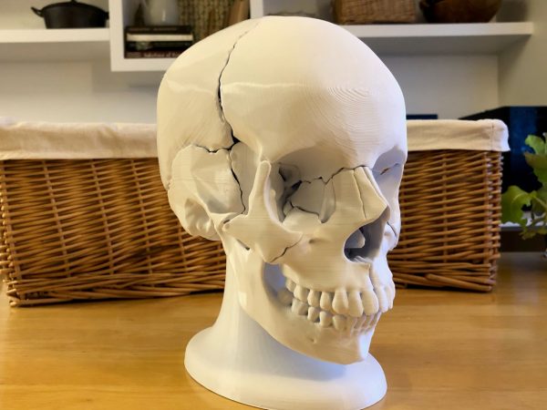 Anatomski 3D model ljudske lobanje (18 delova, magnetni spojevi) - Image 6