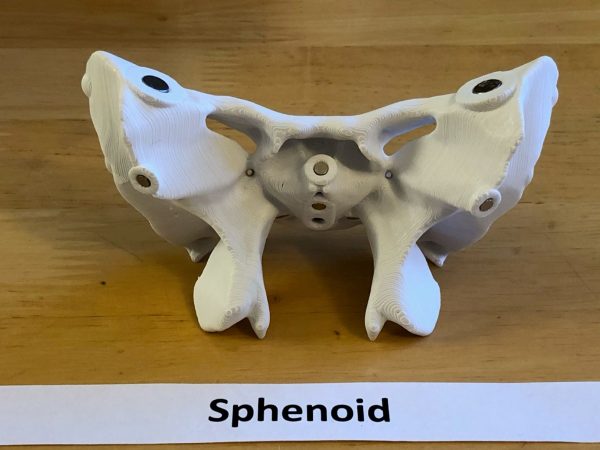 Anatomski 3D model ljudske lobanje (18 delova, magnetni spojevi) - Image 5