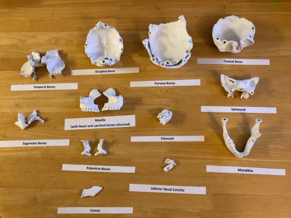 Anatomski 3D model ljudske lobanje (18 delova, magnetni spojevi) - Image 4
