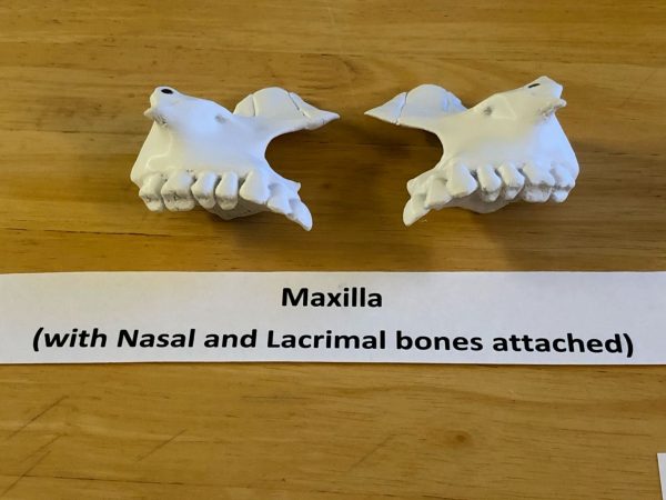 Anatomski 3D model ljudske lobanje (18 delova, magnetni spojevi) - Image 3