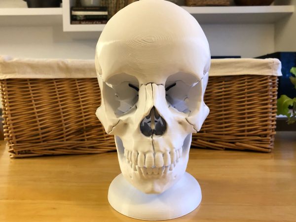 Anatomski 3D model ljudske lobanje (18 delova, magnetni spojevi) - Image 2