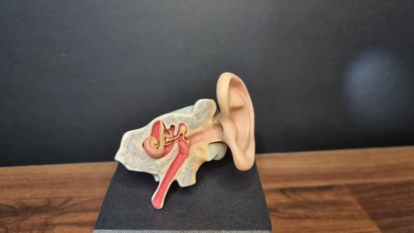3D Štampani Model Uveta – 3-Delna Struktura - Image 2