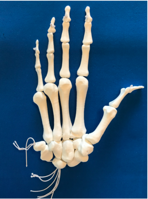 Model složive ljudske šake – 27 kostiju - Image 3