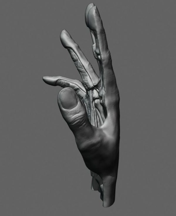Anatomiski Model Šake – Detaljna Prikaz Struktura - Image 2