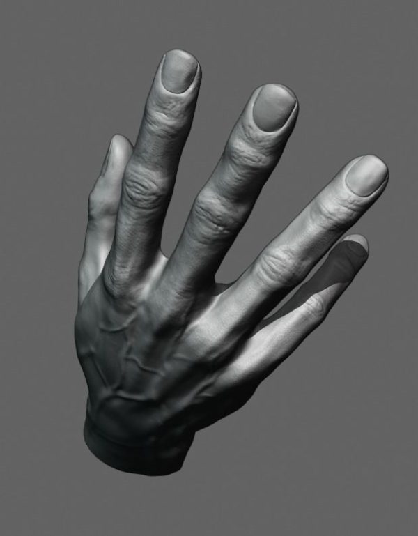 Anatomiski Model Šake – Detaljna Prikaz Struktura - Image 4