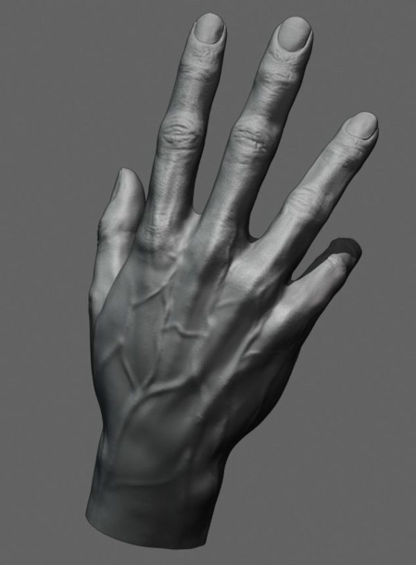 Anatomiski Model Šake – Detaljna Prikaz Struktura - Image 5