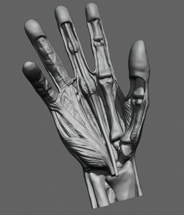 Anatomiski Model Šake – Detaljna Prikaz Struktura