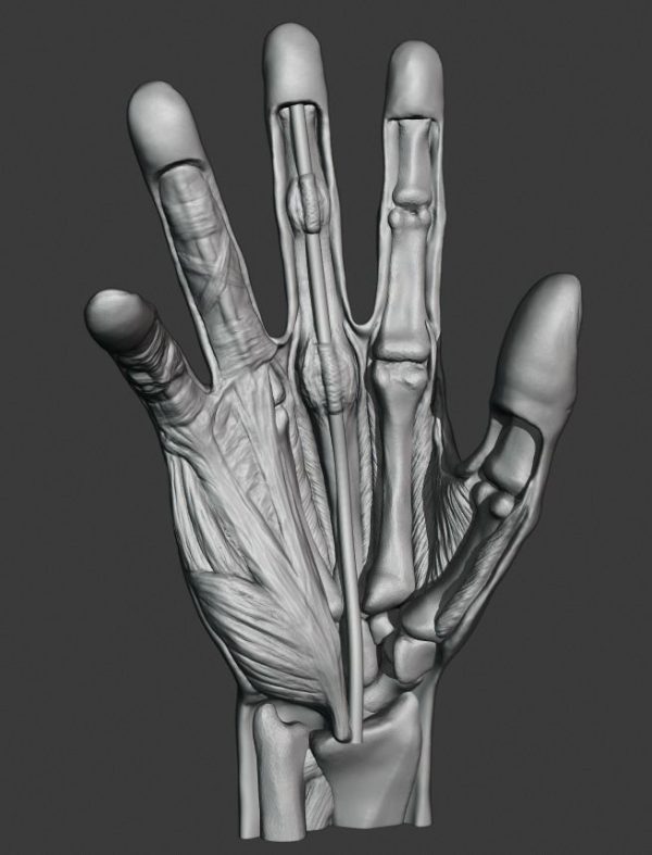 Anatomiski Model Šake – Detaljna Prikaz Struktura - Image 7