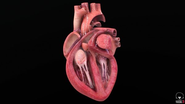 3D Model Ljudskog Srca – Visoka Preciznost i Detalji - Image 2