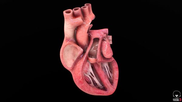 3D Model Ljudskog Srca – Visoka Preciznost i Detalji - Image 3