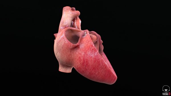 3D Model Ljudskog Srca – Visoka Preciznost i Detalji - Image 4
