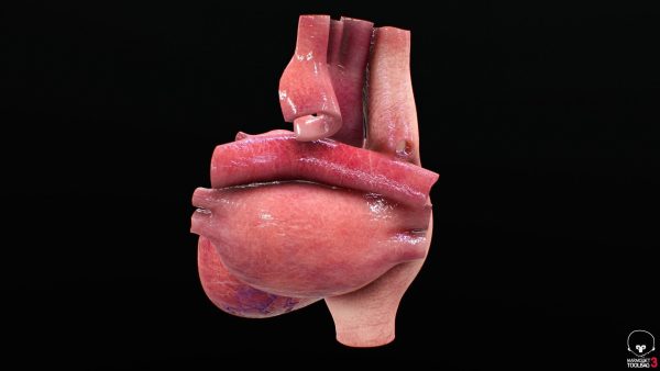 3D Model Ljudskog Srca – Visoka Preciznost i Detalji - Image 5