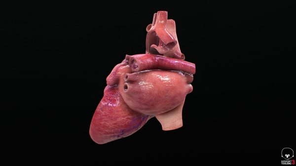 3D Model Ljudskog Srca – Visoka Preciznost i Detalji - Image 6