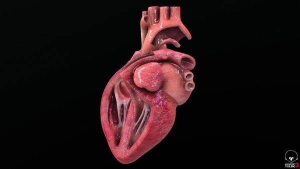 3D Model Ljudskog Srca – Visoka Preciznost i Detalji - Image 7