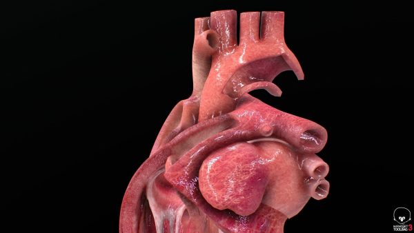 3D Model Ljudskog Srca – Visoka Preciznost i Detalji - Image 8