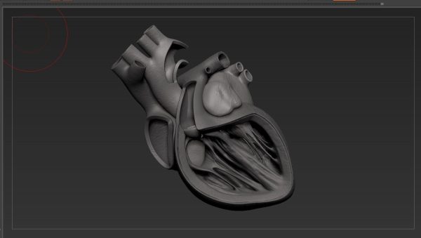 3D Model Ljudskog Srca – Visoka Preciznost i Detalji - Image 9